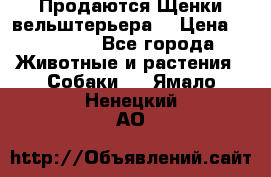 Продаются Щенки вельштерьера  › Цена ­ 27 000 - Все города Животные и растения » Собаки   . Ямало-Ненецкий АО